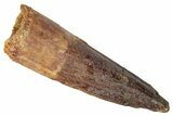 Fossil Spinosaurus Tooth - Real Dinosaur Tooth #346287-1